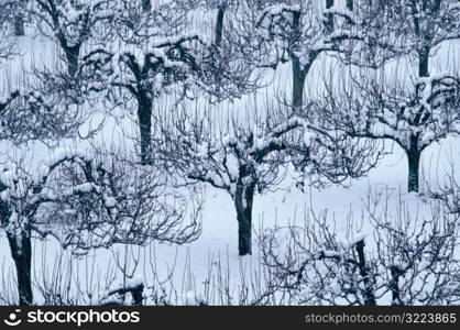 Small Trees In Snow