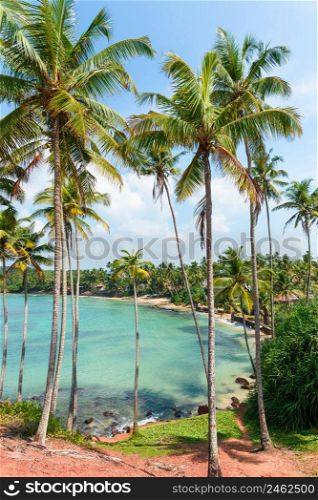 Small tropical lagoon beach with palm trees