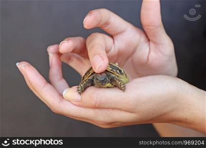 Small turtles, pet in the hands of a young girl