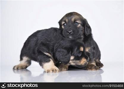 Small two dogs on a white background