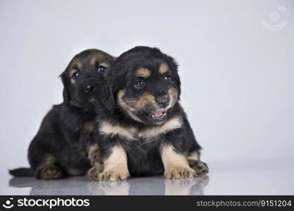 Small two dogs on a white background