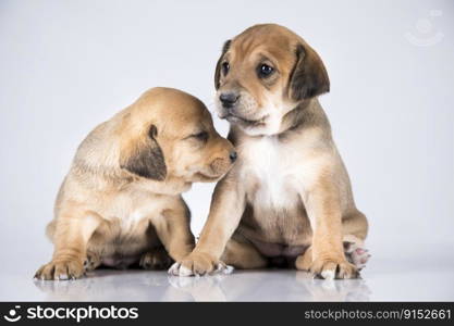 Small two dogs on a white background