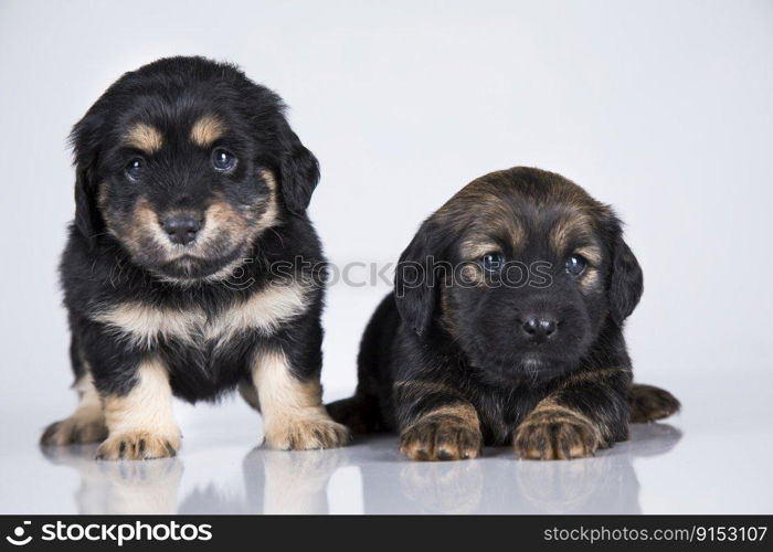 Small two dogs on a white background