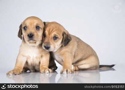 Small two dogs on a white background