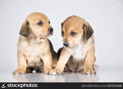 Small two dogs on a white background