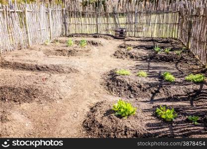 Small vegetable garden with risen beds in the fenced backyard