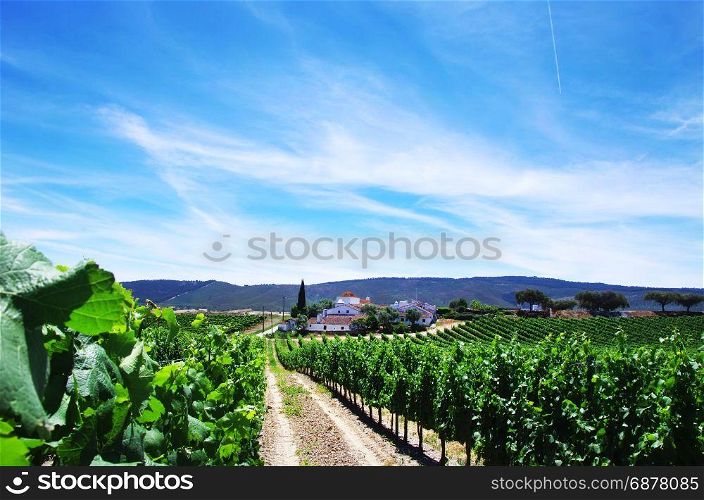 small village and vineyards, Sao Cristovao,Borba, Portugal