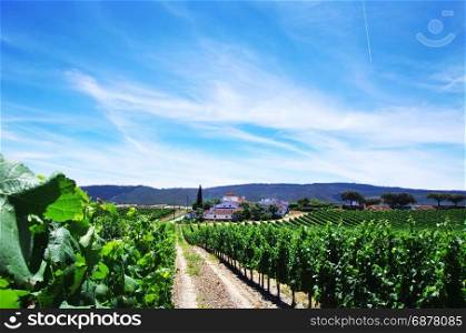 small village and vineyards, Sao Cristovao,Borba, Portugal