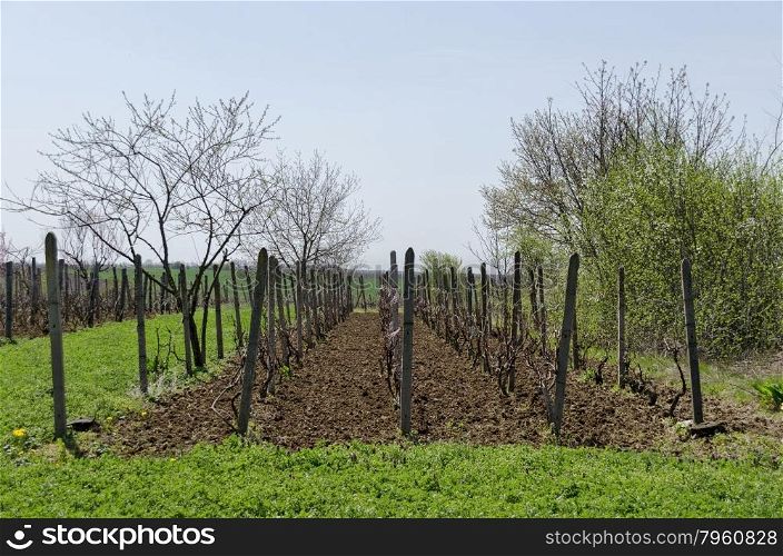 Small vineyard in springtime, Zavet town, Bulgaria