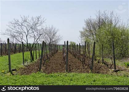 Small vineyard in springtime, Zavet town, Bulgaria