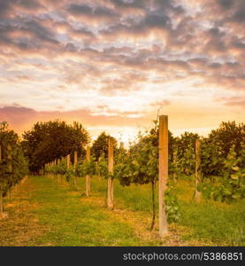 Small vineyard on sunset in the spring