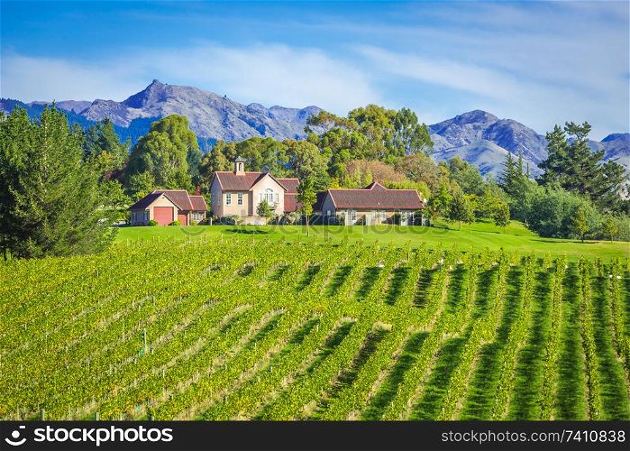 Small vinyard, Marlborough region, New Zealand