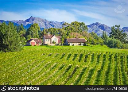 Small vinyard, Marlborough region, New Zealand