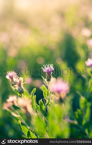 Small violet flowers ertical image