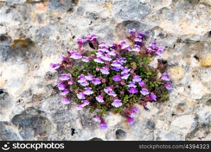 Small violet flowers grow in the crack on the rock. Nature concept background