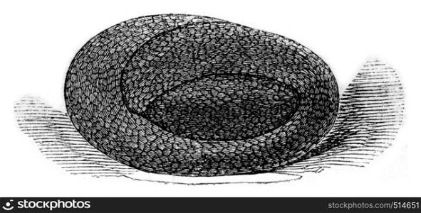 Small viper coiled on itself egg shaped such that it is in the body of the female, vintage engraved illustration. Magasin Pittoresque 1844.