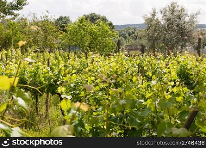 small vivid vineyard in the countryside