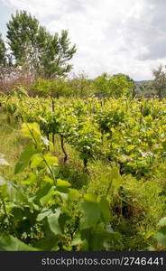 small vivid vineyard in the countryside