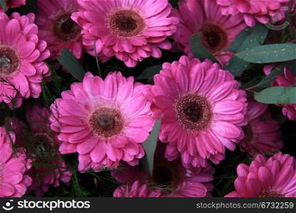 Small water drops sparkle on a wet pink gerbera after a rain shower