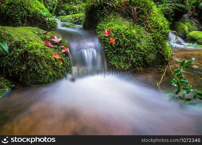 Small waterfall with red maple leaf and green moss on stone stream water flow in the jungle forest