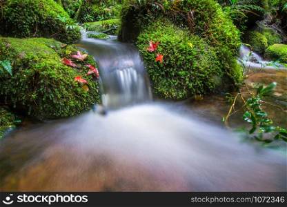 Small waterfall with red maple leaf and green moss on stone stream water flow in the jungle forest