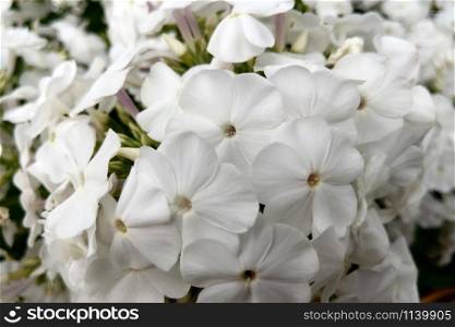 Small white buds of a garden flower. Phlox. Small white buds of a garden flower. Phlox.