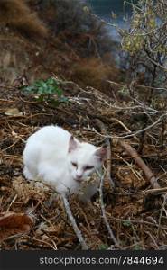 Small white cat lies in the marshy scrub