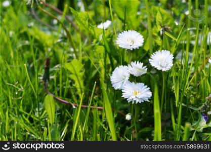 small white daisy flowers on the green meadow