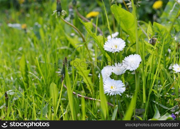 small white daisy flowers on the green meadow