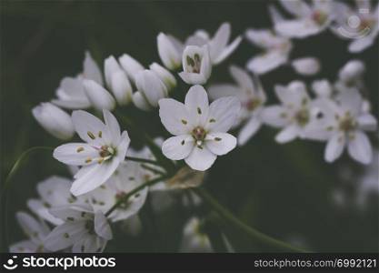 Small white delicate Allium flowers. White Allium Neopolitanum flowers
