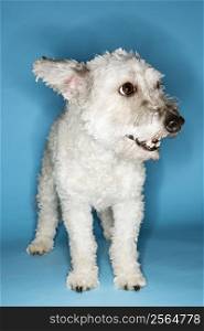 Small white dog portrait.