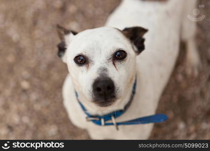Small white dog with black ears, nose and eyes outside