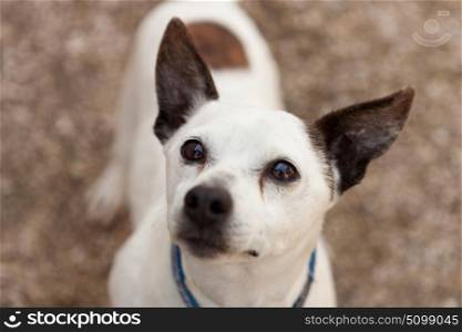 Small white dog with black ears, nose and eyes outside