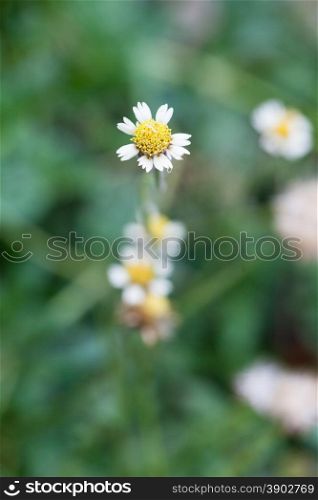 small white Flower. Flowers, grass, flowers are small, white.