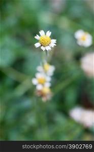 small white Flower. Flowers, grass, flowers are small, white.