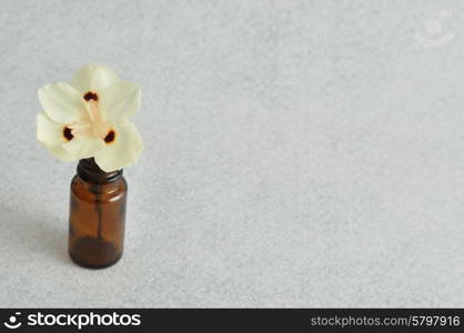 Small white flower isolated on a white background