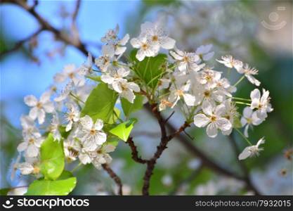 small, white flowers growing on a tree