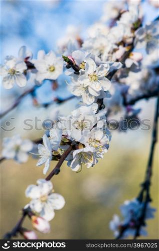 small white flowers of apricot on thin branches