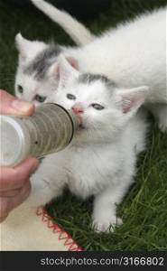 Small white kitten being given milk with a bottle