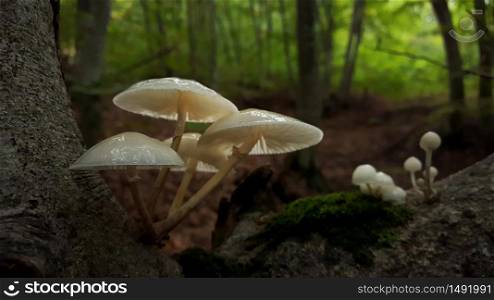 Small white mushrooms growing on tree in Strandja mountain