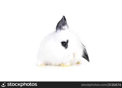 small white rabbit close up
