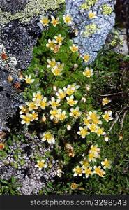 Small yellow alpine flowers, Mont Blanc massif, Italy