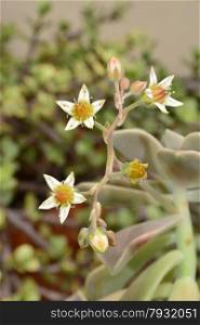 small, yellow and white succulent flowers and buds