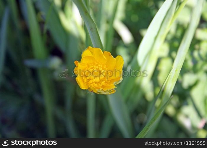 small yellow buttercup