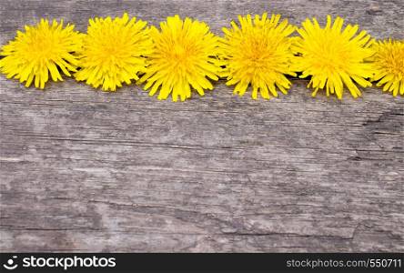 Small, yellow dandelions lie on the background of old boards. There is a place for your text.. Small, yellow dandelions lie on the background of old boards. There is a place for your text. Background.