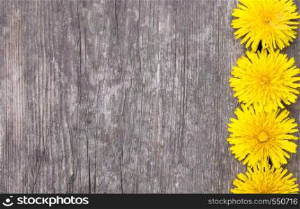 Small, yellow dandelions lie on the background of old boards. There is a place for your text.. Small, yellow dandelions lie on the background of old boards. There is a place for your text. Background.