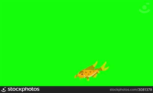 Small yellow fish floats in an aquarium. Animated Looped Motion Graphic Isolated on Green Screen