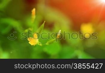 small yellow flowers in the morning sun. shot slider.