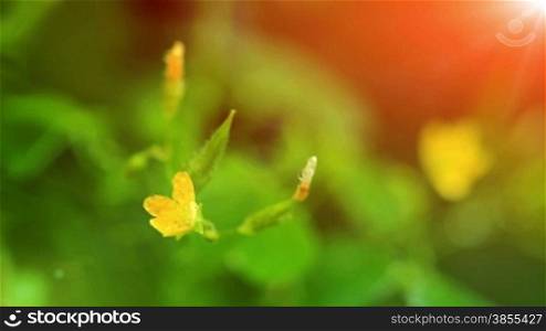 small yellow flowers in the morning sun. shot slider.