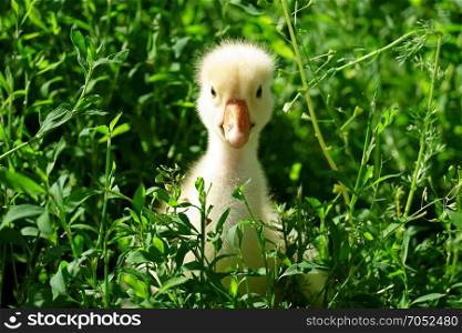small yellow goose in the green grass on the lawn